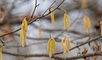 Иммунолог посоветовал аллергикам готовиться к цветению берёзы заранее