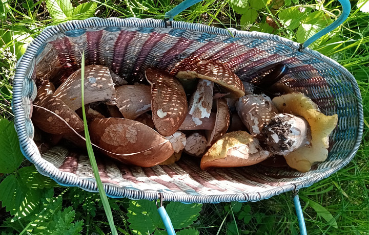 Полная корзина за полтора часа: тульские грибники хвалятся урожаем белых грибов, лисичек и толкачиков