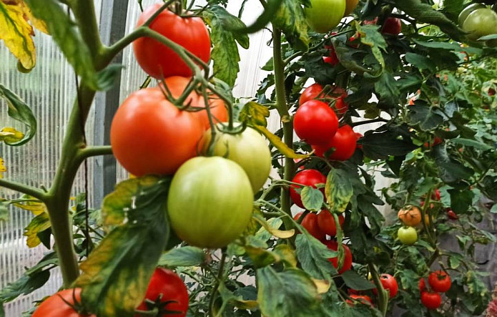 Эксперты рассказали, как использовать помидорную ботву против вредителей