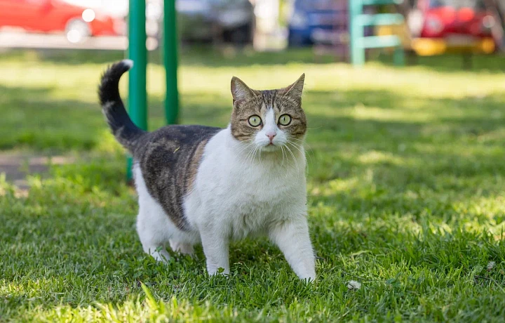 Штрафы для хозяев животных, укусивших людей, достигнут 200 тысяч рублей