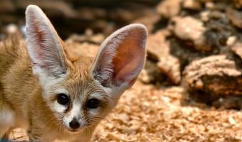 Фенек Зорро стал самым популярным питомцем Тульского экзотариума