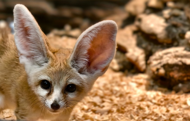 Фенек Зорро стал самым популярным питомцем Тульского экзотариума