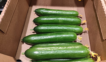 Огурцы догнали по стоимости свинину, причем в Туле они дороже, чем в Сибири: когда же цена станет доступной?