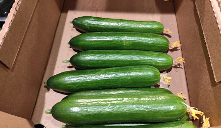 Огурцы догнали по стоимости свинину, причем в Туле они дороже, чем в Сибири: когда же цена станет доступной?