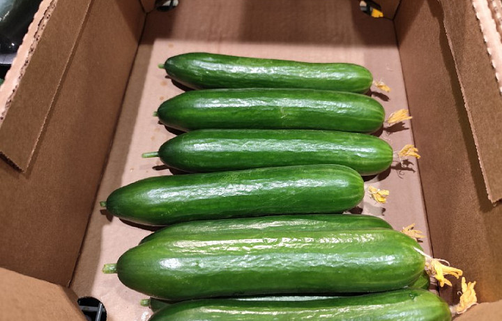 Огурцы догнали по стоимости свинину, причем в Туле они дороже, чем в Сибири: когда же цена станет доступной?