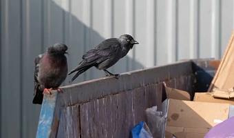 В Туле осудили водителя мусоровоза, который нашел на баке чужой телефон