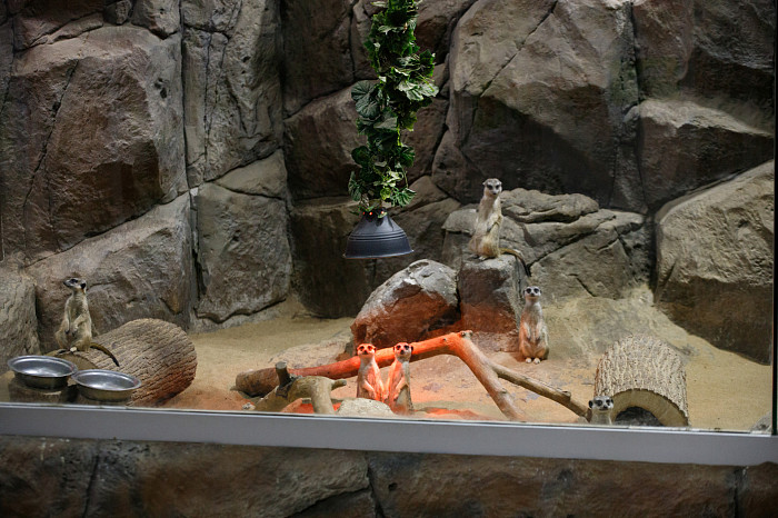 «Сурикаты агрессивно относятся к чужакам»: стоит ли заводить таких питомцев в доме