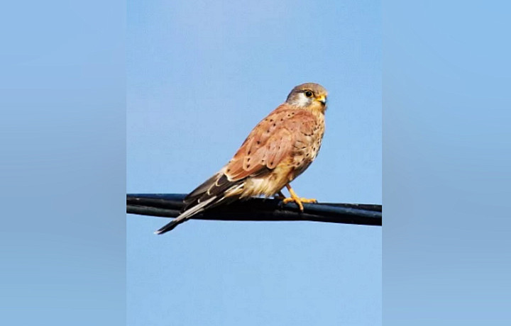 В апреле в Тулу и область начали возвращаться сокола пустельги