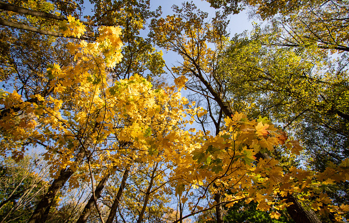 Ясно и до +9 градусов тепла: стал известен прогноз погоды в Туле и области на 30 сентября
