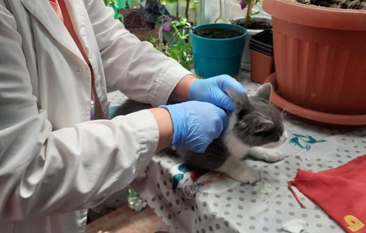 В Тульской области объявлен месячник вакцинаций против бешенства животных