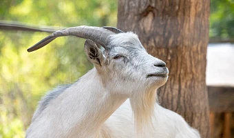 В Тульской области выберут лучшего зоотехника