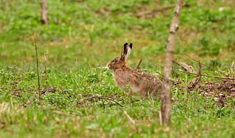 В Центральном парке Тулы заяц вышел к людям и позволил сделать фото