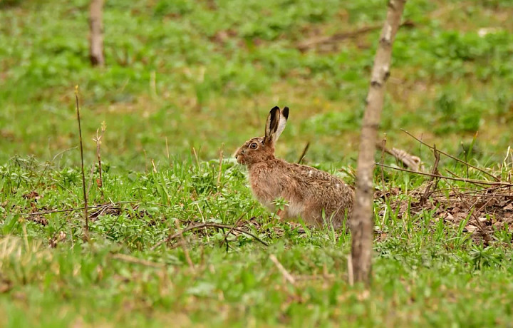 В Центральном парке Тулы заяц вышел к людям и позволил сделать фото