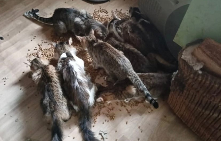 В Туле из запертой квартиры на улице Кутузова спасли голодных кошек и собаку