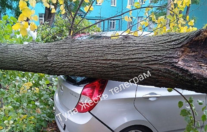 На улице Мира в Туле деревья упали на автомобили