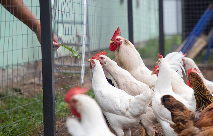 Производители мяса предложили ограничить россиян в содержании домашних птиц