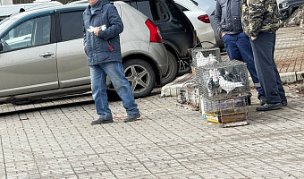 На улицах Тулы в Благовещение продают голубей по 300-500 рублей
