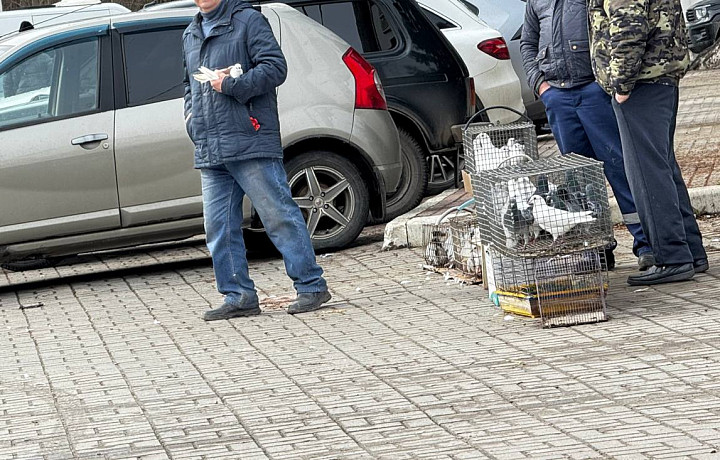 На улицах Тулы в Благовещение продают голубей по 300-500 рублей