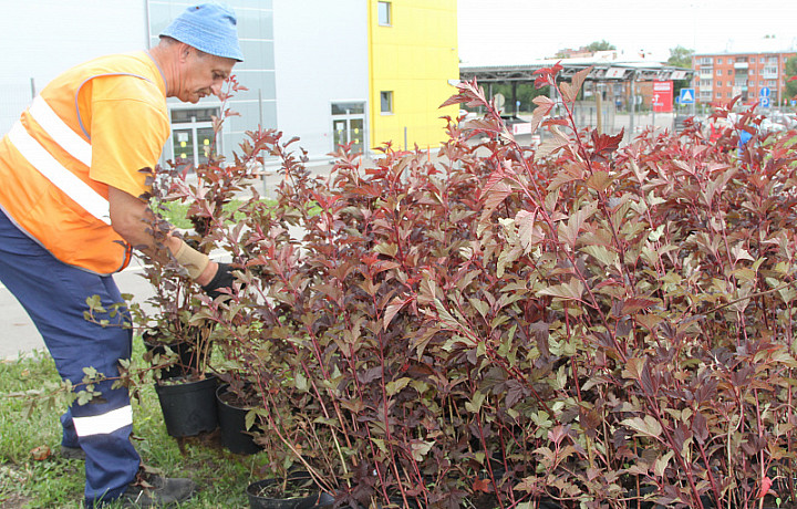 В Туле продолжилось озеленение улиц