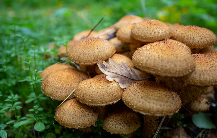 Тулякам напомнили о штрафах за сбор грибов на частных землях