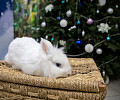Китайский Новый год по-тульски: самые милые кролики и котики региона