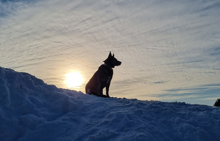 Кинолог Гимазитдинова опровергла миф о преданности собак