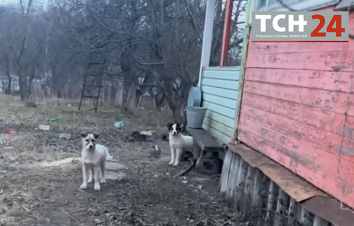 «Я боюсь заходить на дачу»: жители тульского поселка Ильинка пожаловались на бродячих собак