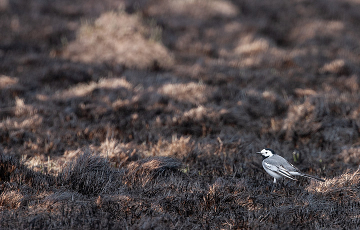 Туляков предупредили о высокой степени пожароопасности 3 июня