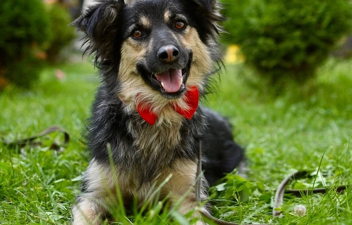 Туляки смогу найти себе питомца и помочь бездомным животным на мероприятии «Машина добра»