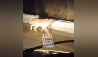 На трассе в Тульской области заметили волка