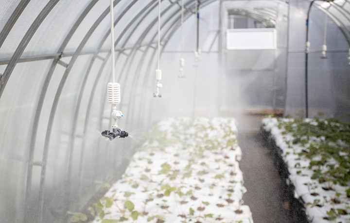 Место под солнцем: тульский садовод дала советы по сохранению урожая во время засухи