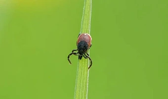 Тулякам назвали территории повышенной активности клещей