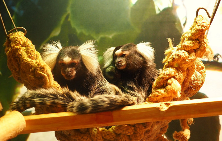 В Международный день обезьян в тульском экзотариуме на свет появилась белоухая игрунка