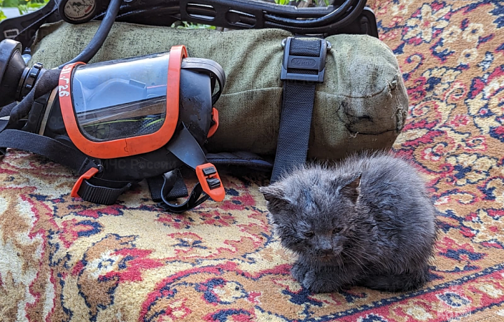 В Щекине сотрудники МЧС спасли из горящей квартиры трех котят