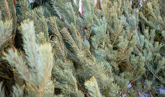 Эксперт назвала способы сохранить свежесть срезанных хвойных веток дома