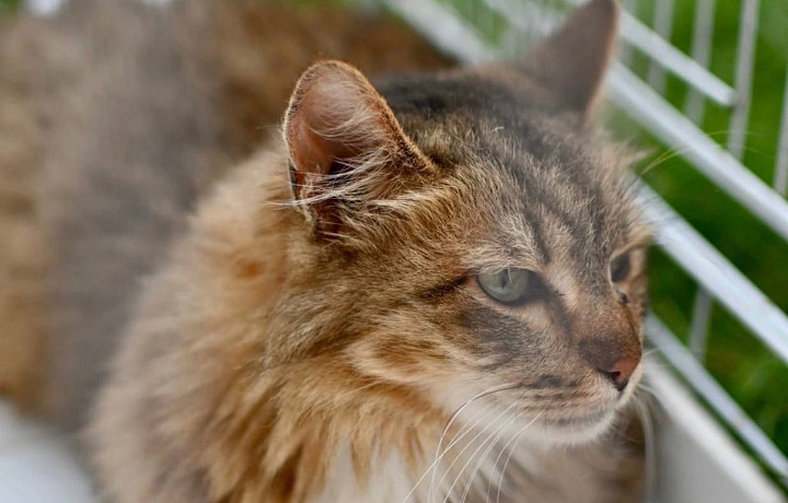 Домашним животным в Туле сделают бесплатную прививку от бешенства