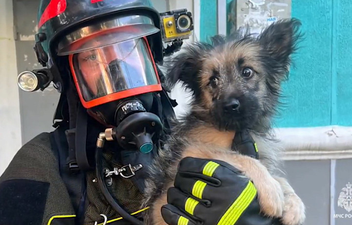 Новомосковские пожарные спасли щенка из огня
