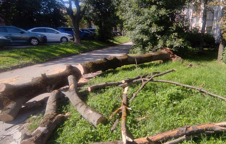 На улице Бундурина в Туле рухнуло дерево
