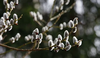 Весеннее обострение: что это, кто ему подвержен, и как с ним справляться 