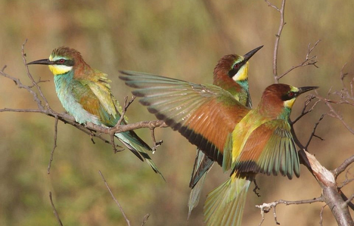 Лебедь, королек и дубровник: ученые назвали самых необычных птиц «Куликова Поля»