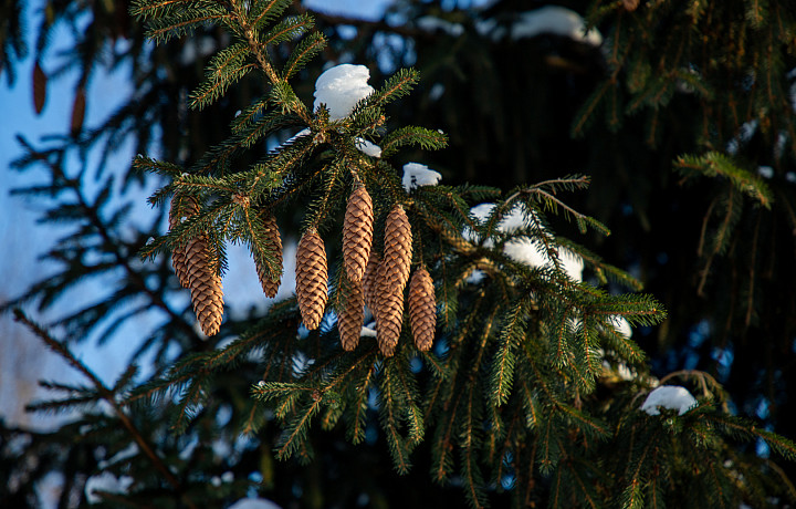 Волонтеры-поисковики рассказали, как не потеряться в лесу во время похода за елкой