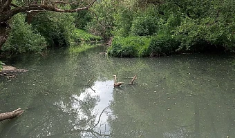 Восемь бед и вредных веществ Мышеги: алексинский водоканал снова заплатит за страдания реки