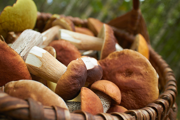 Какие грибы собирать в августе в Тульской области – советы от бывалого грибника