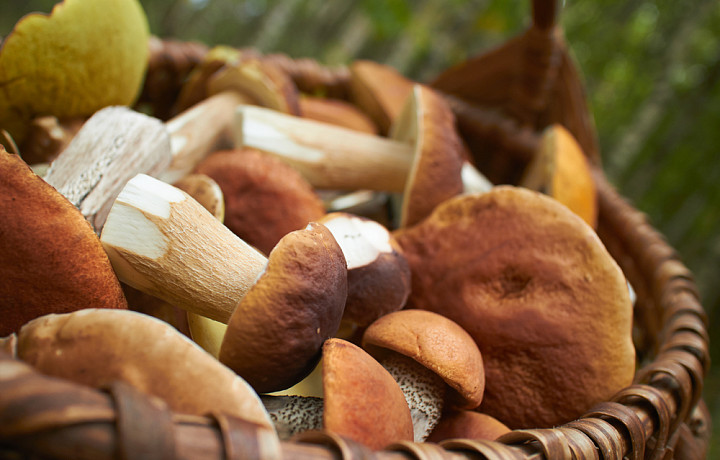 Какие грибы собирать в августе в Тульской области – советы от бывалого грибника