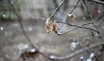 В Тульской области 8 мая объявлено метеопредупреждение из-за мокрого снега, ветра и гололеда