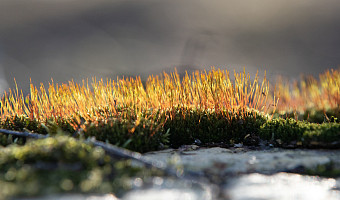 Пасмурная погода и до +7 градусов тепла ожидаются в Туле и области 24 марта