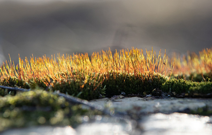 Пасмурная погода и до +7 градусов тепла ожидаются в Туле и области 24 марта