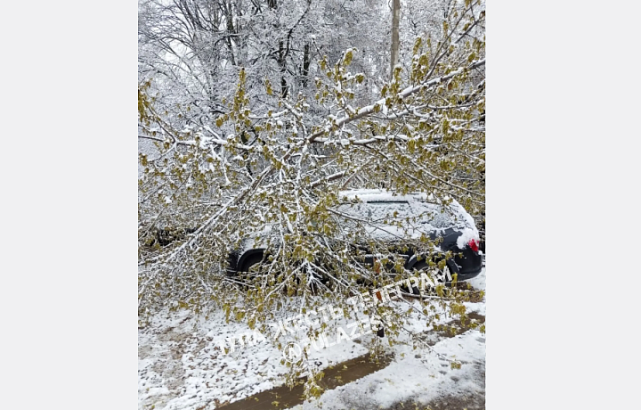На улице Демонстрации в Туле дерево упало на авто, а на Седова — на провода