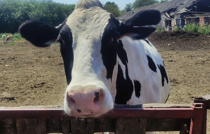 Дукалис из сериала, доярка и психолог: сбываются ли детские мечты туляков о профессии