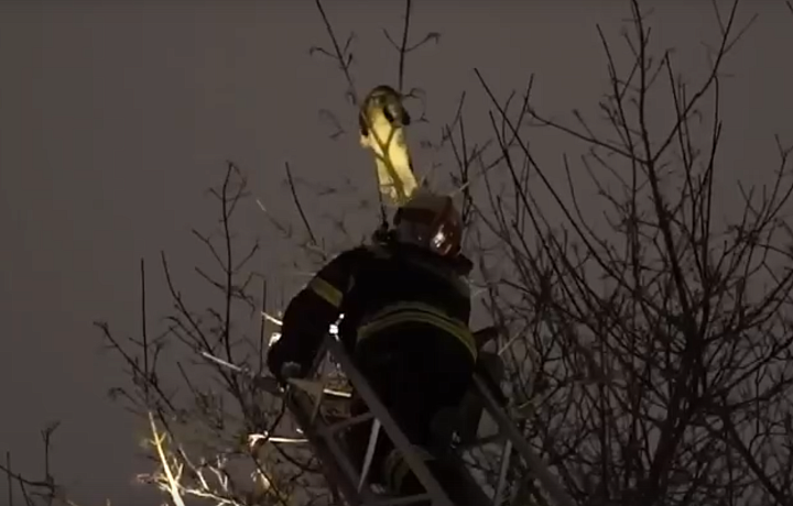 В Новомосковске сотрудники МЧС спасли кошку, сутки просидевшую на дереве